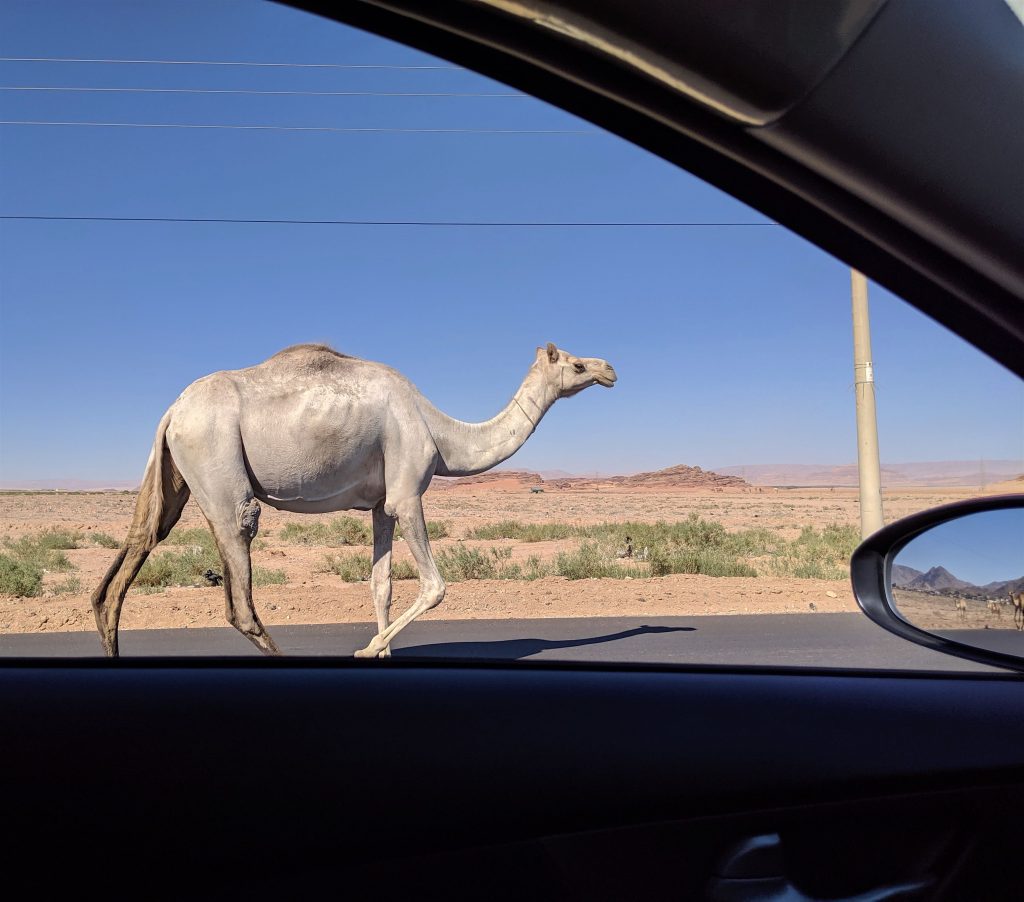 Camel on the road in Jordan