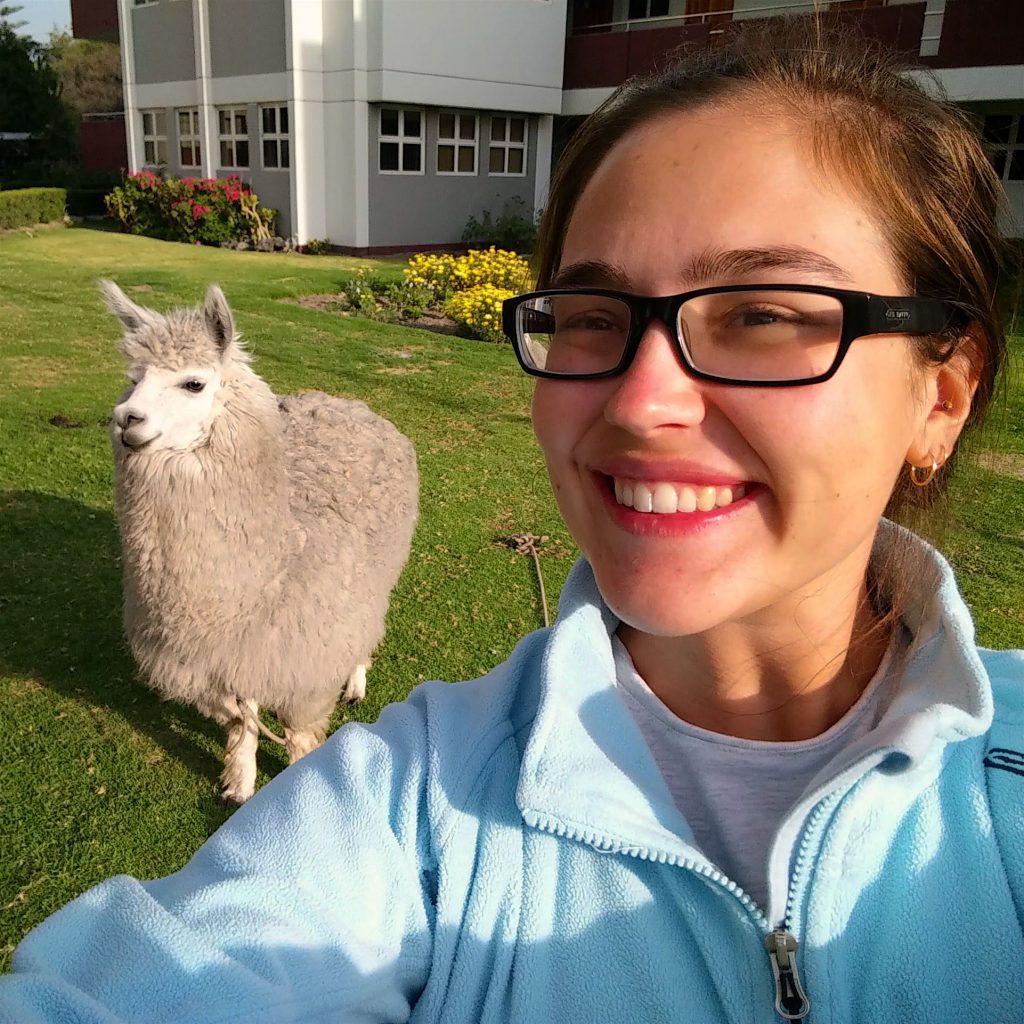 A llama in Arequipa