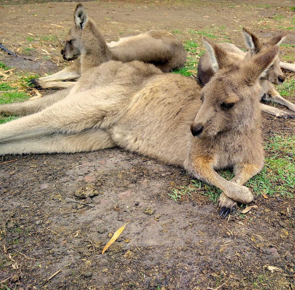 A kangaroo relaxing on the ground